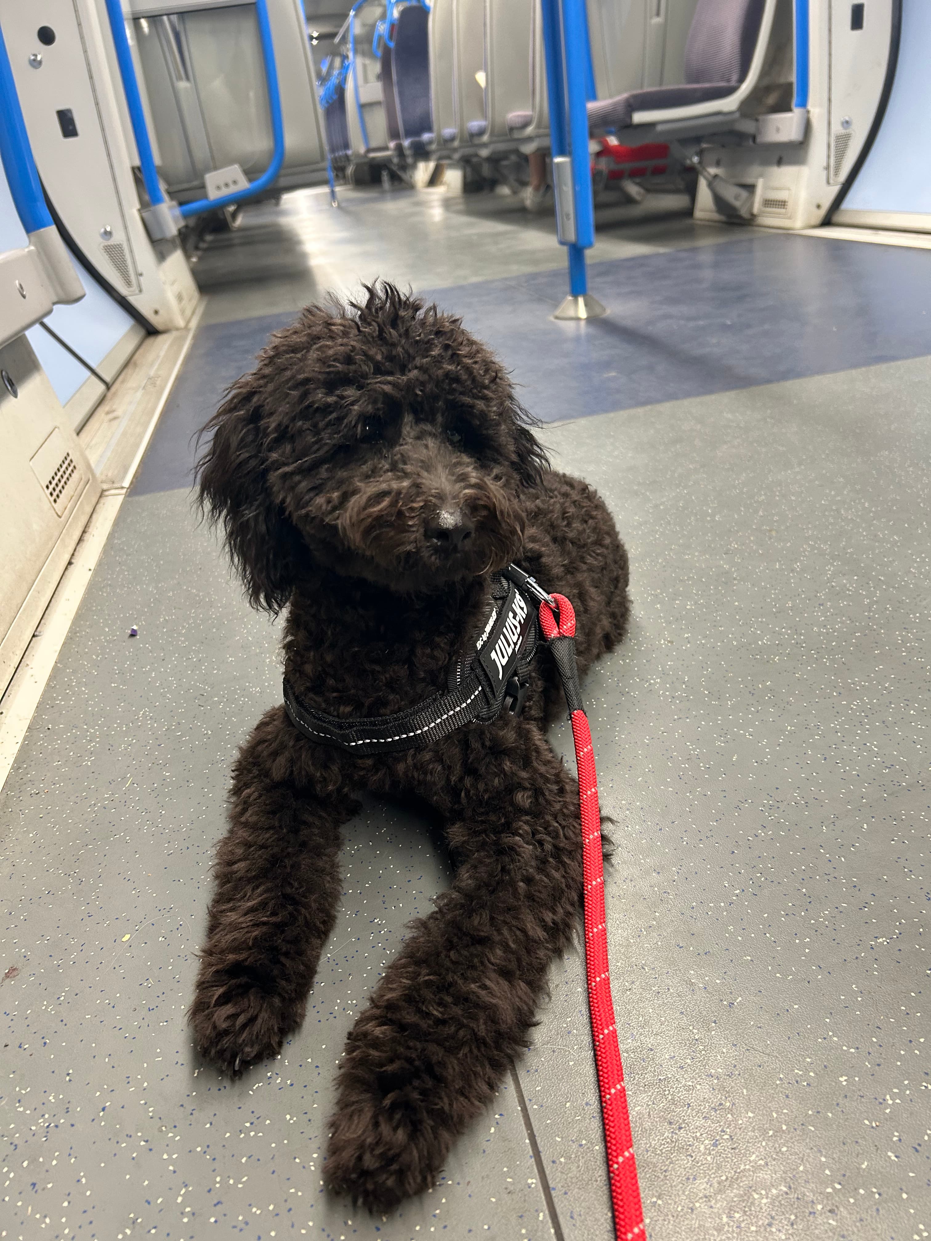 Small black curly-haired dog wearing a harness lies on the floor of a subway train.